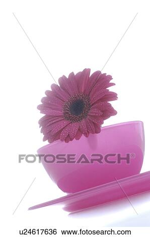 Stock Photograph - Blossom in a pink bowl. Fotosearch