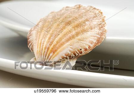 Stock Photograph - Place setting decorated with a mussel. Fotosearch