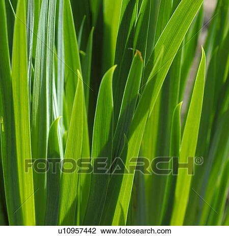 Stock Image - -. Fotosearch