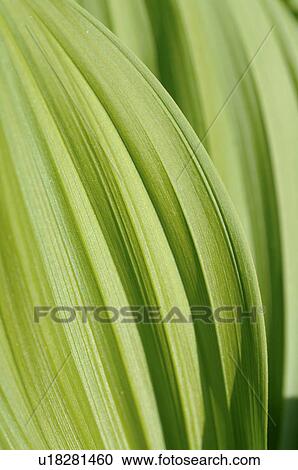 Stock Image - -. Fotosearch