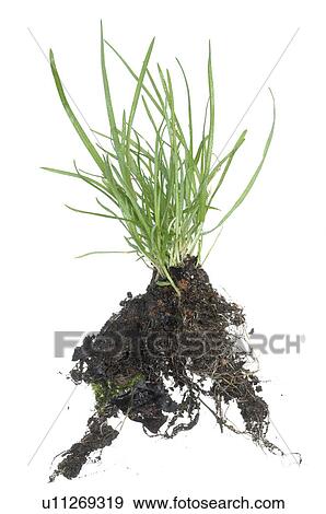 Stock Photo - -. Fotosearch