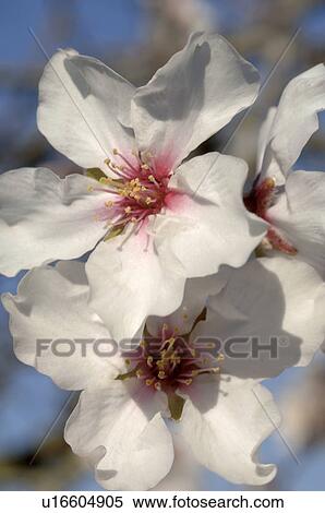 Almond blossom View Large Photo Image Stock Photography - Almond blossom. Fotosearch