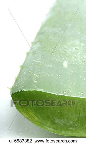 Aloe Vera View Large Photo Image Stock Image - Aloe Vera. Fotosearch