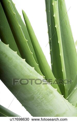 Aloe Vera View Large Photo Image Stock Image - Aloe Vera. Fotosearch