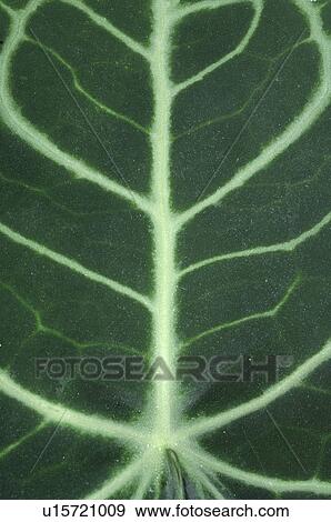 Stock Photo - Anthurium leaf. Fotosearch