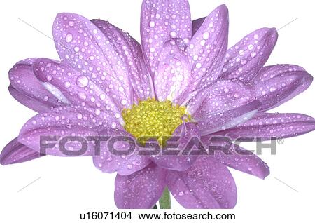 Blossom View Large Photo Image Picture - Blossom. Fotosearch