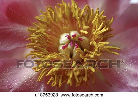 Stock Photo - Blossom. Fotosearch