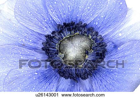 Stock Image - Blue anemone. Fotosearch