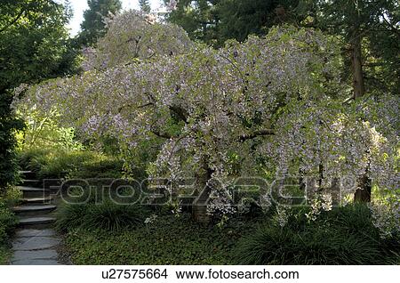 Cherry tree View Large Photo Image Picture - Cherry tree. Fotosearch