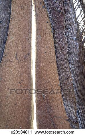 Stock Image - Cocos. Fotosearch