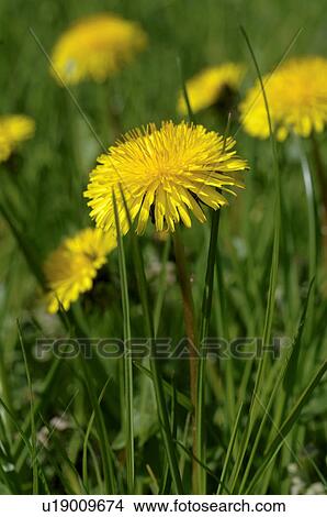 Picture - Dandelion. Fotosearch