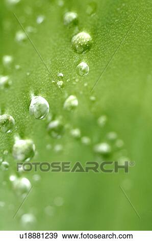 Stock Photo - Dew. Fotosearch