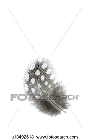 Feather View Large Photo Image Stock Photo - Feather. Fotosearch
