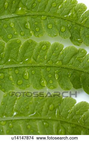 Picture - Fern. Fotosearch
