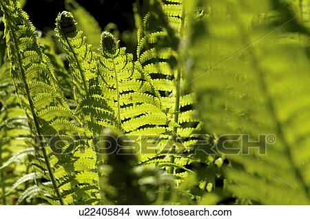 Picture - Fern. Fotosearch