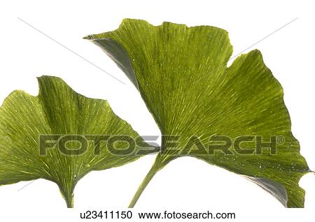 Ginkgo View Large Photo Image Stock Image - Ginkgo. Fotosearch