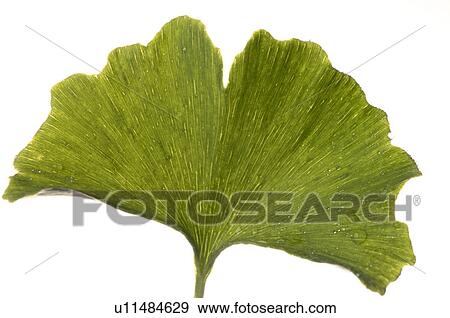 Stock Photo - Ginkgo. Fotosearch