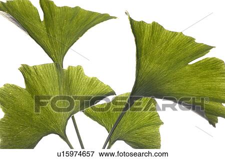Stock Photo - Ginkgo. Fotosearch