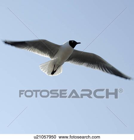 Stock Image - Gull in the air. Fotosearch