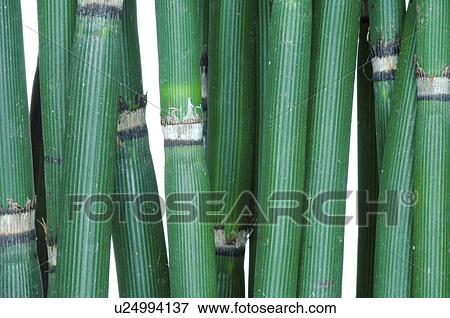 Stock Photo - Horsetails. Fotosearch