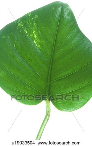 Picture - Leaf, close up. Fotosearch