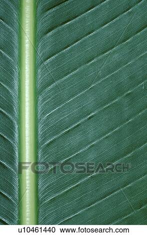 Leaf, close up View Large Photo Image Stock Image - Leaf, close up. Fotosearch