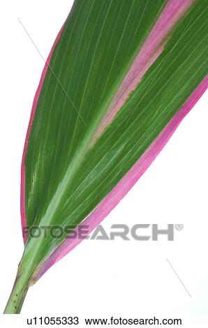 Leaf, close up View Large Photo Image Stock Image - Leaf, close up. Fotosearch