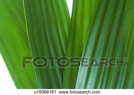 Stock Image - Leaf, close up. Fotosearch