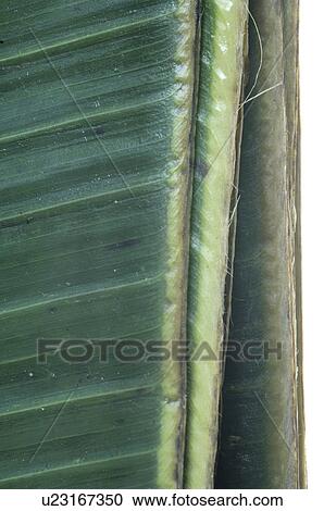 Leaf, close up View Large Photo Image Stock Image - Leaf, close up. Fotosearch