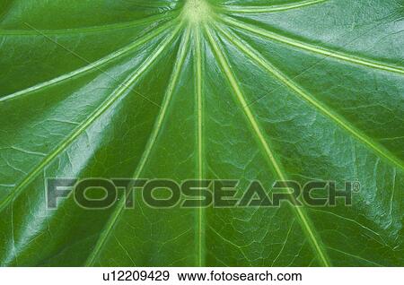 Leaf, close up View Large Photo Image Stock Photo - Leaf, close up. Fotosearch