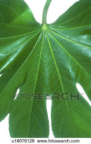 Leaf, close up View Large Photo Image Stock Photo - Leaf, close up. Fotosearch