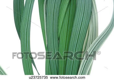 Leaf, close up View Large Photo Image Stock Photography - Leaf, close up. Fotosearch