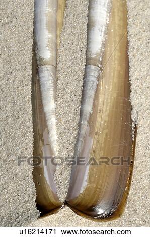 Stock Image - Mussel in sand. Fotosearch