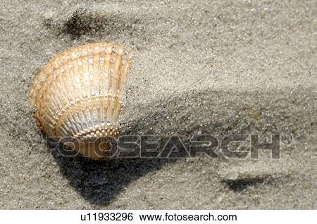 Stock Photograph - Mussel in sand. Fotosearch