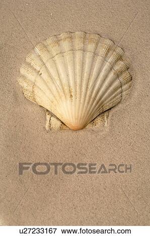 Stock Photo - Mussel in the sand. Fotosearch