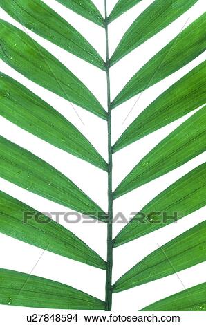 Picture - Palm tree leaf. Fotosearch