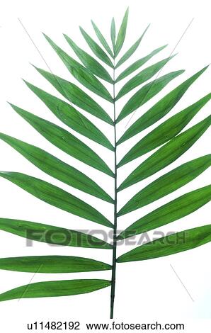 Palm tree leaf View Large Photo Image Stock Image - Palm tree leaf. Fotosearch