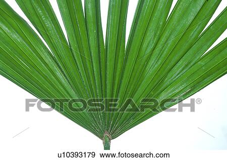 Stock Photo - Palm tree leaf. Fotosearch