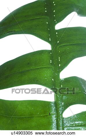 Stock Photography - Palm tree leaf. Fotosearch
