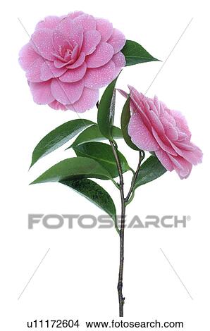 Picture - Pink camellia. Fotosearch