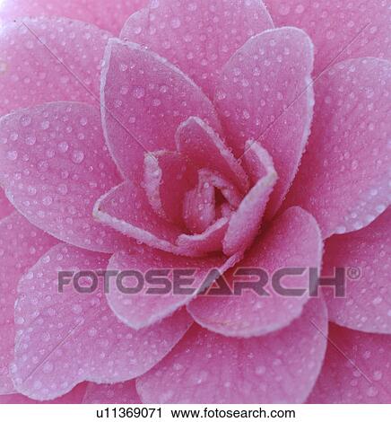 Stock Image - Pink camellia. Fotosearch