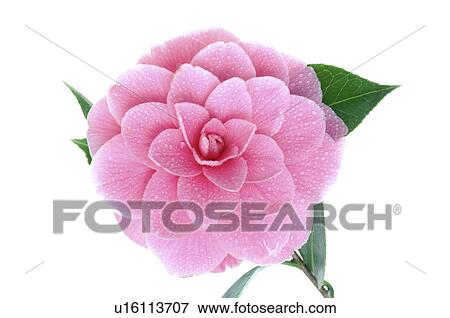 Stock Photo - Pink camellia. Fotosearch