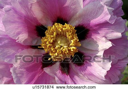 Picture - Poppy blossom, close up. Fotosearch