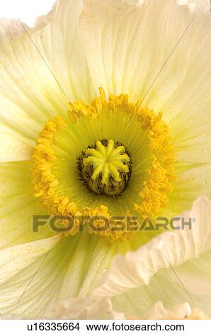 Poppy blossom, close up View Large Photo Image Picture - Poppy blossom, close up. Fotosearch