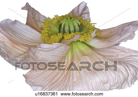 Poppy blossom, close up View Large Photo Image Stock Image - Poppy blossom, close up. Fotosearch