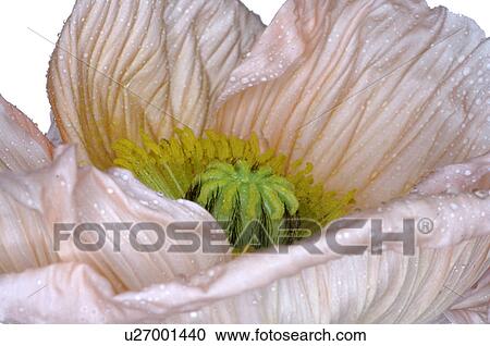 Stock Image - Poppy blossom, close up. Fotosearch