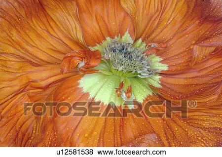 Stock Photo - Poppy blossom, close up. Fotosearch