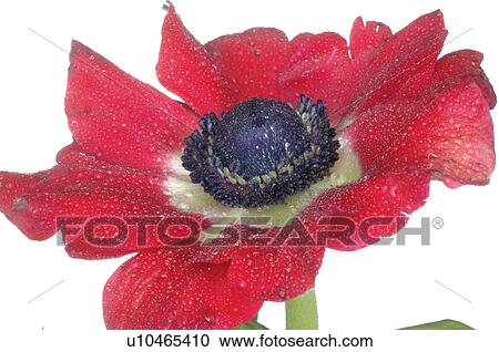 Stock Image - Red anemone. Fotosearch