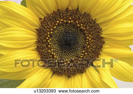 Sunflower, close up View Large Photo Image Stock Image - Sunflower, close up. Fotosearch