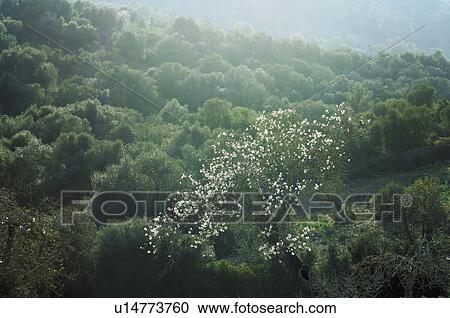 Tree landscape View Large Photo Image Stock Image - Tree landscape. Fotosearch